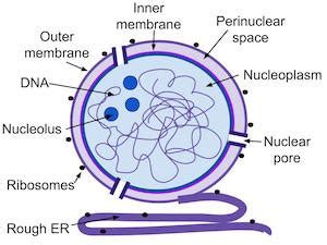 Nuclear Membrane | Definition & Function - Lesson | Study.com