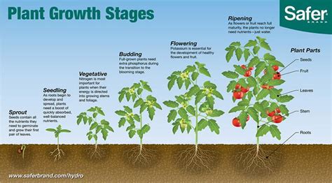 Learn The Six Plant Growth Stages