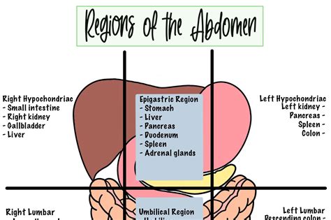 Regions Of Abdomen