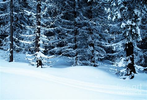 Seasonal Background Snowy Forest Photograph by Jozef Jankola - Pixels