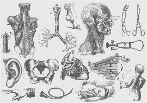 Gray Anatomy And Health Care Illustrations 130966 Vector Art at Vecteezy