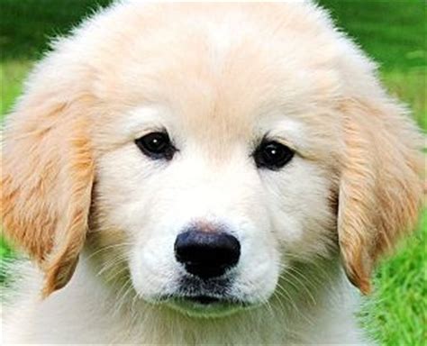 Golden Retriever Puppies For Adoption : 15 Questions To Ask First