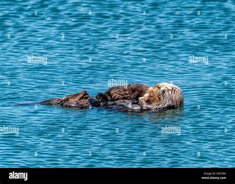 Baby Sea Otters Sleeping