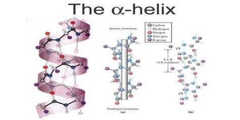 Alpha Helix - Assignment Point