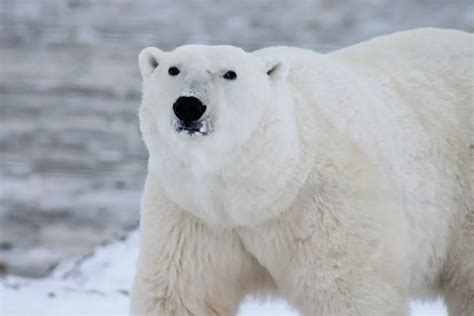 Can a Polar Bear Be Albino? ????‍ ️(Can Grizzly or Black Bears ...