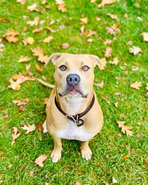 Red Nose Blue Nose Pitbull Mix: Info, Pictures, Traits & Facts