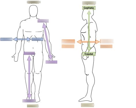 Directional Anatomy Terms Diagram | Quizlet