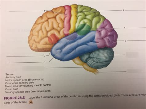 Lab 26: Figure 26.3, functional areas of cerebrum Diagram | Quizlet