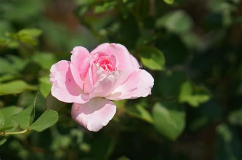 Premium Photo | Beautiful rose blooming in the sun