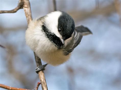 NestWatch | Black-capped Chickadee - NestWatch