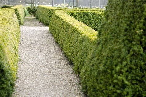 Small Evergreen Shrub Varieties