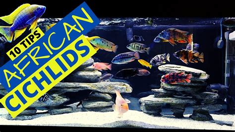 african cichlid tank temp - stacieintogo