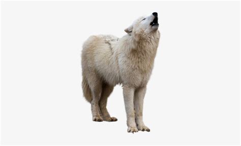 Wolf - White Wolf Howling Png Transparent PNG - 323x446 - Free Download ...