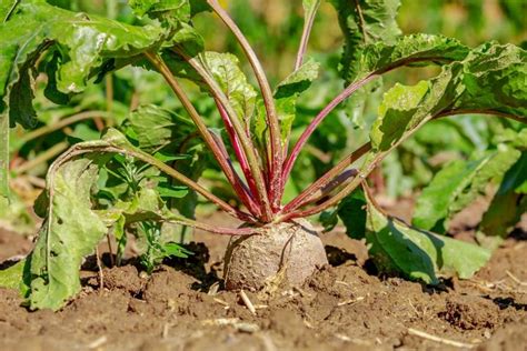 How to Plant, Grow, and Harvest Beets | The Old Farmer's Almanac