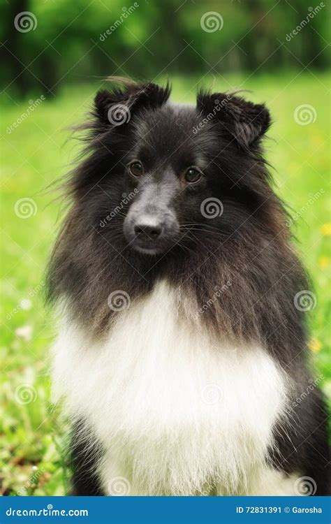 Sheltie Dog Black and White Stock Image - Image of pedigree, pose: 72831391