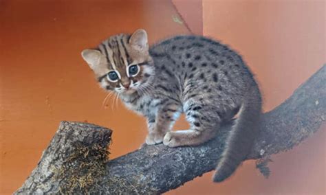 UK Animal Sanctuary Welcomes ‘World’s Smallest Feline’ Rusty-Spotted ...