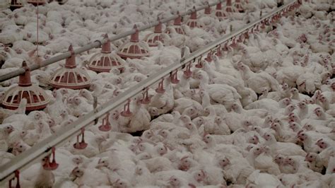 Chicken Factories: How Is Chicken Processed In a Factory? - GenV