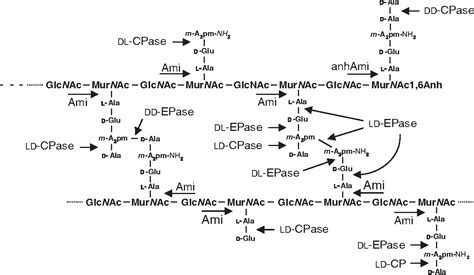 Figure 1 from Bacterial peptidoglycan (murein) hydrolases. | Semantic ...