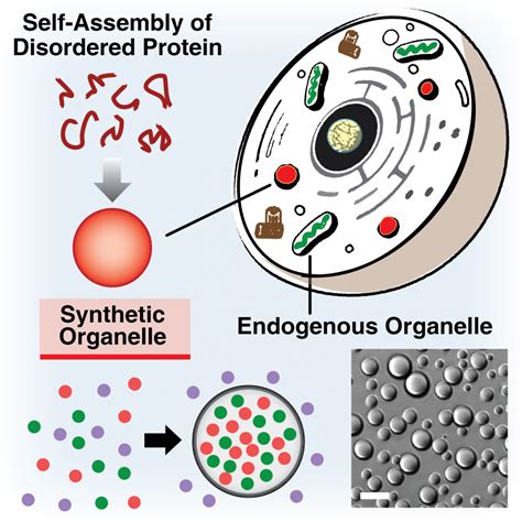 Membraneless Organelles Superseed - LRSM