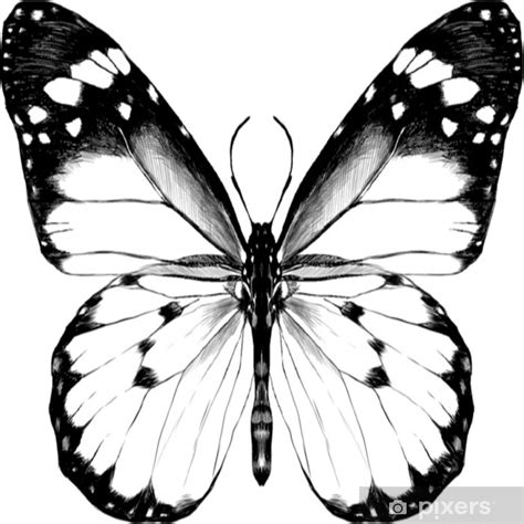 Sticker Butterfly With Open Wings Top View The Symmetrical Drawing