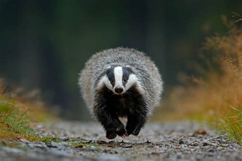 Eurasian badgers: distinguished-looking predators that keep the forest ...