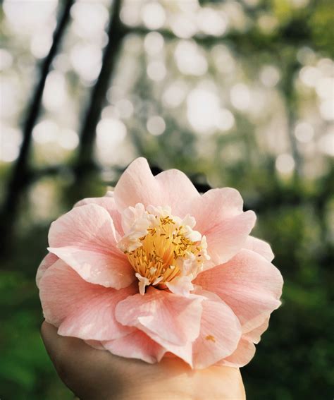 Flor De Pétalos De Rosa En La Fotografía De Enfoque Selectivo · Fotos de stock gratuitas