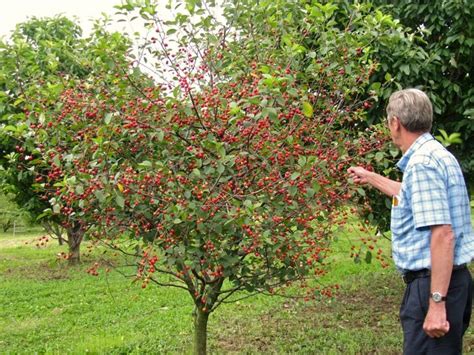 All About Dwarf Fruit Trees - Stark Bro's