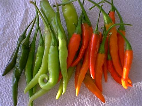 Growing Peppers – Tabasco Pepper - Growing Chillies