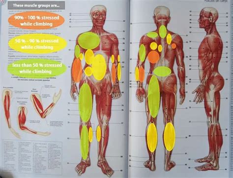 Muscles Used In Rock Climbing: What Groups Does it Work?