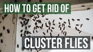 How To Get Rid Of House Flies Outside Your House - Marian-What