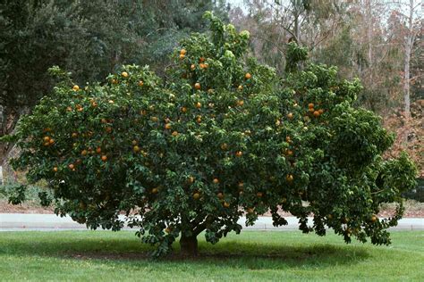 How to Grow and Care for Orange Trees