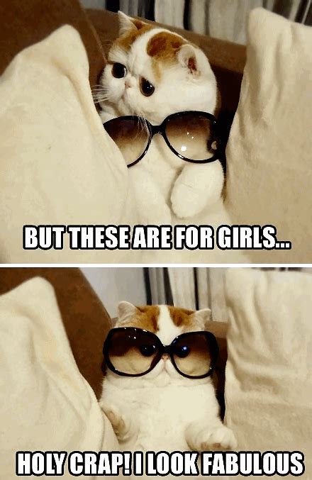 Funny Cat With Glasses Meme - Cat Mania