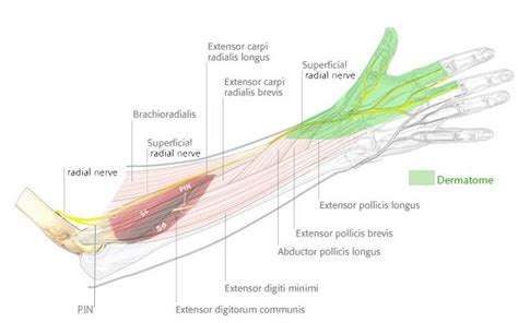 Superficial Radial nerve - Anatomy - Orthobullets