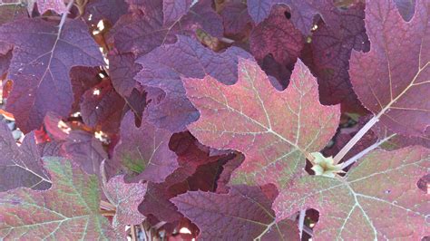 Fall color on an oakleaf hydrangea. Oakleaf Hydrangea, Flowering Shrubs ...