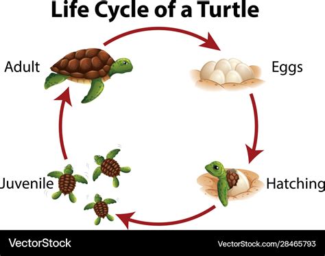 Diagram showing life cycle sea turtle Royalty Free Vector