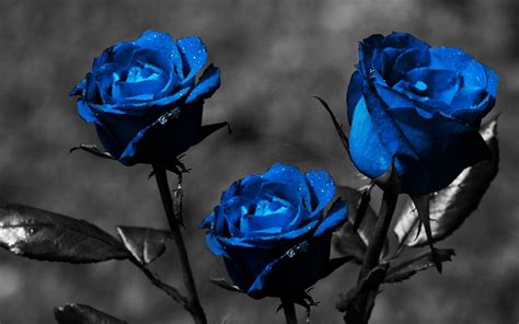 🔥 [48+] Blue Rose Wallpapers for Desktop | WallpaperSafari