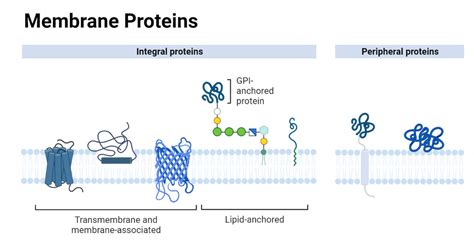 Membrane Proteins: Structure, Types & Functions Explained