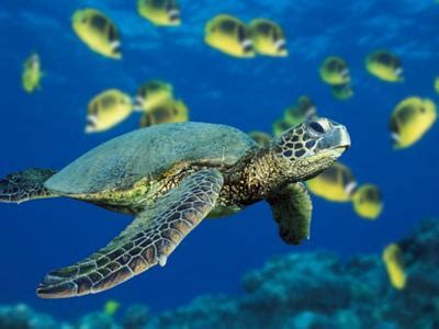 Snorkeling in Kailua Kona Hawaii