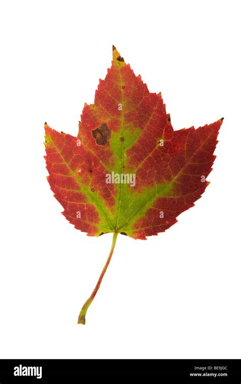 Maple leaf closeup Stock Photo - Alamy