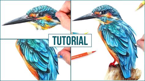 How To Draw A Realistic Bird