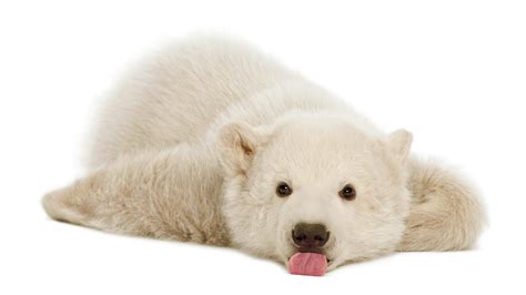 Cute Baby Polar Bears Wallpapers - Wallpaper Cave