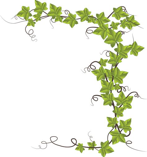 Ivy Drawing Png Transparent Background Free Download 46863 Freeiconspng ...