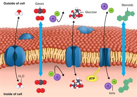 Describe the Structure of Phospholipid Bilayer