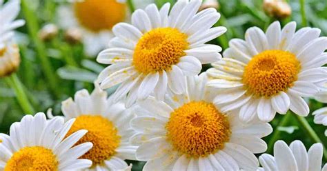 Chamomile Plant Care: How To Grow Chamomile Flowers