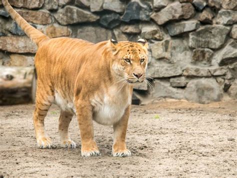 LIGER Panthera: 18 Astonishing Liger Facts - Fact Animal