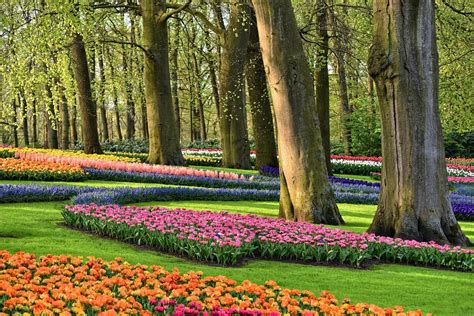 Keukenhof: Hướng dẫn đầy đủ để tham quan vườn hoa tulip của Hà Lan ...