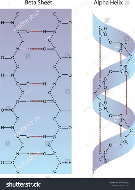 Secondary Structure Of Protein Alpha Helix