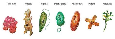 Protists Examples For Kids