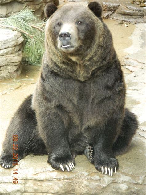 Denver Zoo Animals | Grizzly Bear @ Denver Zoo | animals | Pinterest ...