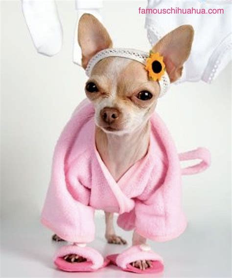 Funny Chihuahua Dog Costumes - Pets Lovers